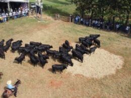 Maragogipe celebra meio século de liderança em ILP e genética angus em MS