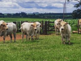 Marchigiana se destaca na bezerrada precoce com matrizes Nelore e Tabapuã, potencializando ganhos e eficiência na pecuária 12 Marchigiana se destaca na bezerrada precoce com matrizes Nelore e Tabapuã, potencializando ganhos e eficiência na pecuária