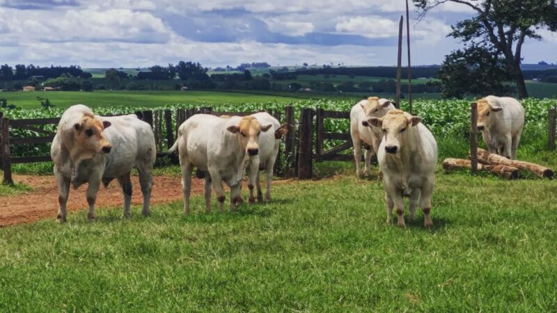 Marchigiana se destaca na bezerrada precoce com matrizes Nelore e Tabapuã, potencializando ganhos e eficiência na pecuária