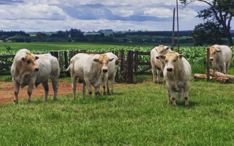 Marchigiana se destaca na bezerrada precoce com matrizes Nelore e Tabapuã, potencializando ganhos e eficiência na pecuária