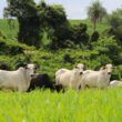 marfrig e a lider sustentavel na industria de proteina animal