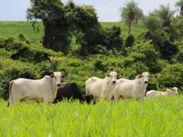 marfrig e a lider sustentavel na industria de proteina animal