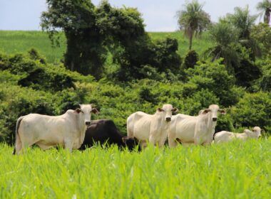 marfrig e a lider sustentavel na industria de proteina animal