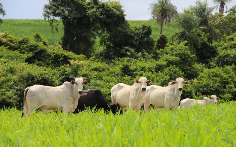 marfrig e a lider sustentavel na industria de proteina animal