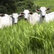 marfrig lidera proteina bovina na fairr e brf se destaca