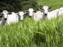 marfrig lidera proteina bovina na fairr e brf se destaca
