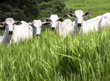 marfrig lidera proteina bovina na fairr e brf se destaca