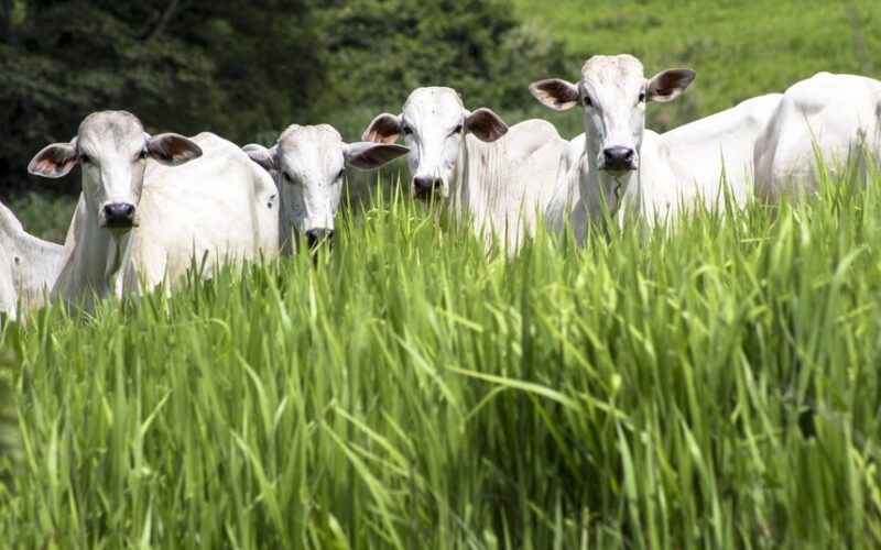 marfrig lidera proteina bovina na fairr e brf se destaca