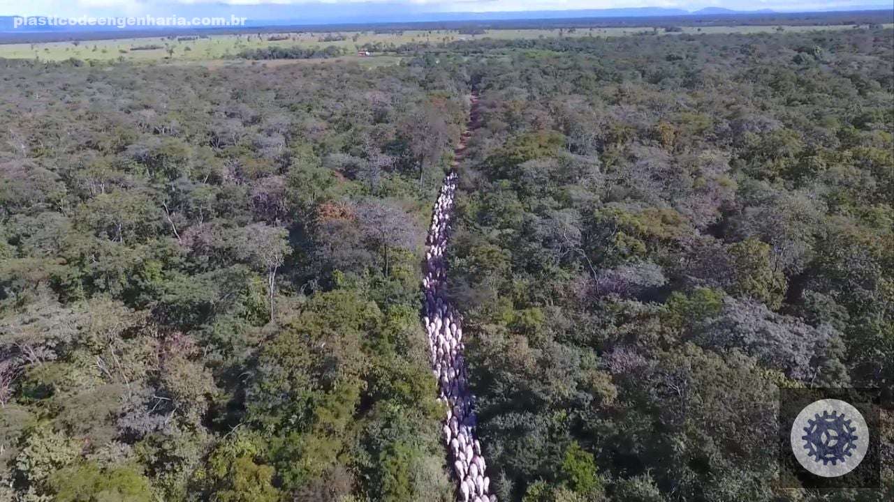 STJ redefine regras sobre porte de imóveis rurais e aprimora as diretrizes do CAR para proprietários mais informados 3 mata floresta fazenda 11.10.2023 4