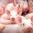 Mato Grosso impulsiona sua liderança na produção de suínos com estratégia de expansão no mercado internacional.