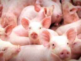 Mato Grosso impulsiona sua liderança na produção de suínos com estratégia de expansão no mercado internacional. 25 Mato Grosso impulsiona sua liderança na produção de suínos com estratégia de expansão no mercado internacional.
