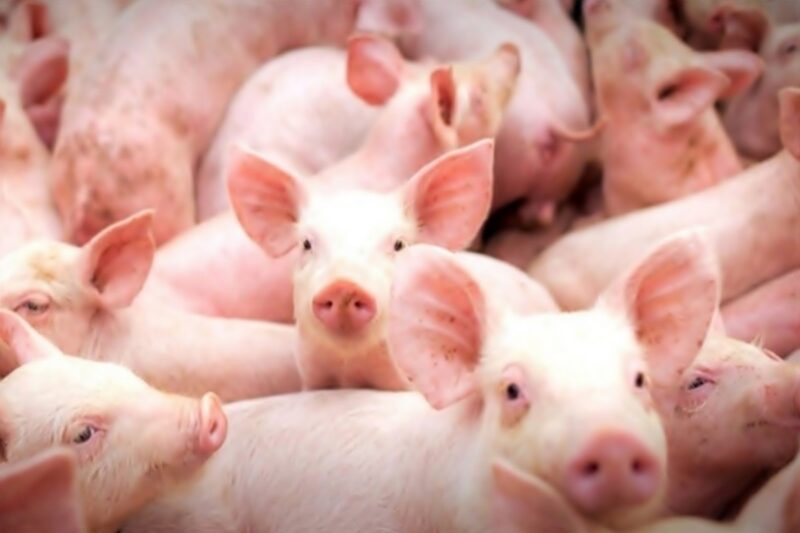 Mato Grosso impulsiona sua liderança na produção de suínos com estratégia de expansão no mercado internacional.