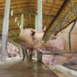 mato grosso reduz custos na producao de suinos garantindo mais