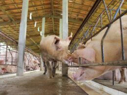 mato grosso reduz custos na producao de suinos garantindo mais