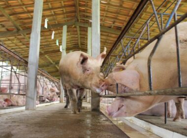 mato grosso reduz custos na producao de suinos garantindo mais