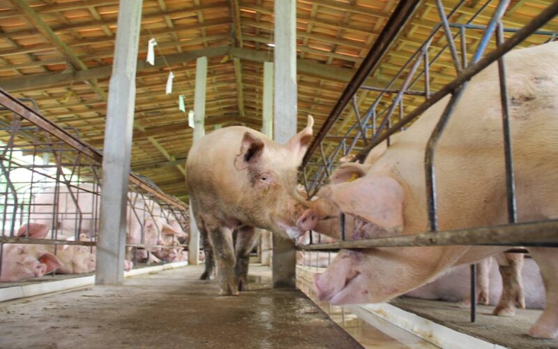 mato grosso reduz custos na producao de suinos garantindo mais