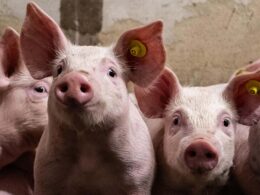 Mato Grosso se destaca como zona livre de Febre Aftosa sem vacinação, impulsionando a pecuária e o comércio local. 16 Mato Grosso se destaca como zona livre de Febre Aftosa sem vacinação, impulsionando a pecuária e o comércio local.