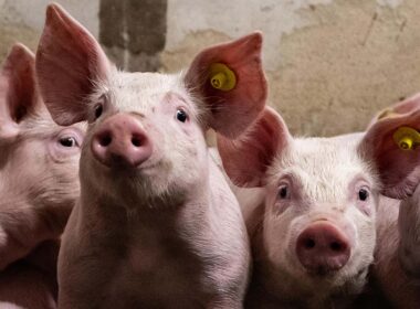 Mato Grosso se destaca como zona livre de Febre Aftosa sem vacinação, impulsionando a pecuária e o comércio local.