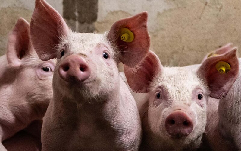 Mato Grosso se destaca como zona livre de Febre Aftosa sem vacinação, impulsionando a pecuária e o comércio local.