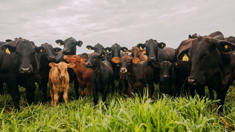 Maus-tratos ao gado: compreenda as leis e evite penalidades com práticas responsáveis na pecuária