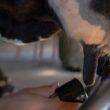 Administrando o leite da vaca: forneça o alimento para o bezerro sem prejuízo na ordenha