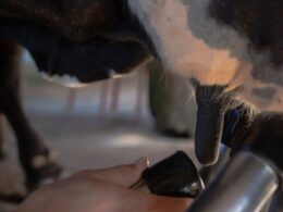 Administrando o leite da vaca: forneça o alimento para o bezerro sem prejuízo na ordenha