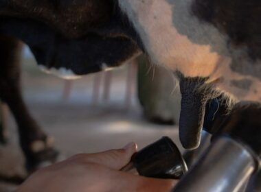 Administrando o leite da vaca: forneça o alimento para o bezerro sem prejuízo na ordenha