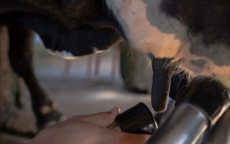 Administrando o leite da vaca: forneça o alimento para o bezerro sem prejuízo na ordenha