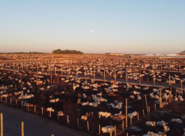 Maximize a rentabilidade do seu confinamento conhecendo os principais custos na produção da arroba de gado