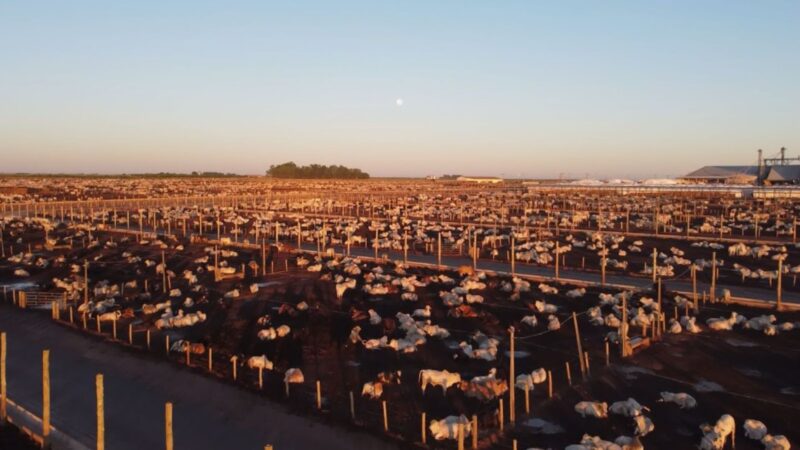 Maximize a rentabilidade do seu confinamento conhecendo os principais custos na produção da arroba de gado