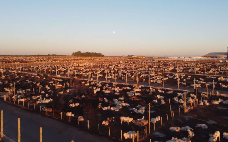Maximize a rentabilidade do seu confinamento conhecendo os principais custos na produção da arroba de gado