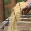 Maximize o ganho de peso na recria de bovinos com a escolha certa da porcentagem de proteína na ração