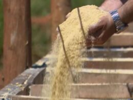Maximize o ganho de peso na recria de bovinos com a escolha certa da porcentagem de proteína na ração