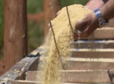 Maximize o ganho de peso na recria de bovinos com a escolha certa da porcentagem de proteína na ração