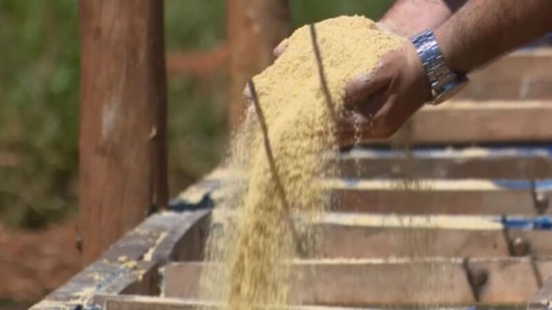 Maximize o ganho de peso na recria de bovinos com a escolha certa da porcentagem de proteína na ração