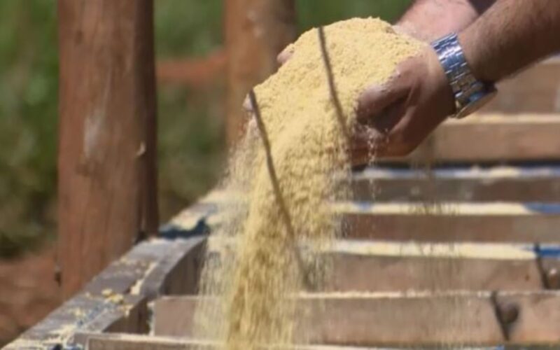 Maximize o ganho de peso na recria de bovinos com a escolha certa da porcentagem de proteína na ração