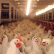 media de exportacoes de carne de frango aponta resultado positivo