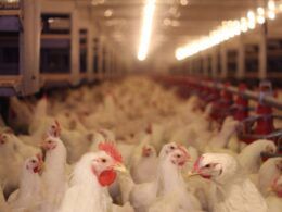 media de exportacoes de carne de frango aponta resultado positivo