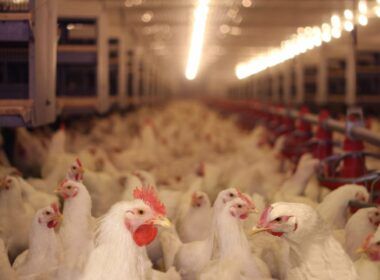 media de exportacoes de carne de frango aponta resultado positivo