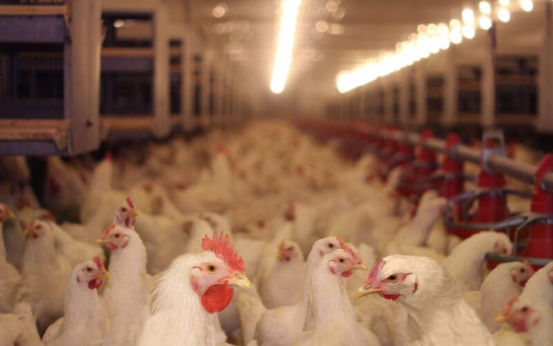 media de exportacoes de carne de frango aponta resultado positivo