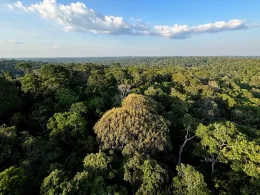 Meio ambiente é o tema menos buscado no Brasil, revela pesquisa.