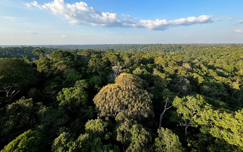 Meio ambiente é o tema menos buscado no Brasil, revela pesquisa.