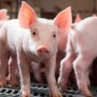 Mercado de suínos se recupera com preços atrativos e oportunidades para produtores profitarem.