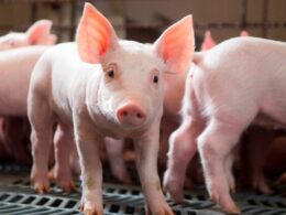 Mercado de suínos se recupera com preços atrativos e oportunidades para produtores profitarem. 28 Mercado de suínos se recupera com preços atrativos e oportunidades para produtores profitarem.