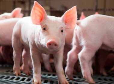 Mercado de suínos se recupera com preços atrativos e oportunidades para produtores profitarem.