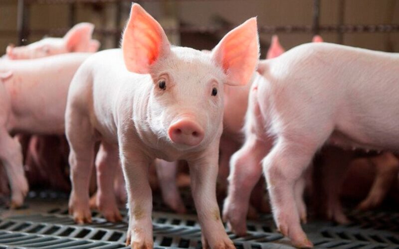 Mercado de suínos se recupera com preços atrativos e oportunidades para produtores profitarem.