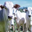 Melhoramento genético: veterinária afirma que mercado vai ditar regra