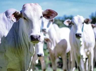 Melhoramento genético: veterinária afirma que mercado vai ditar regra