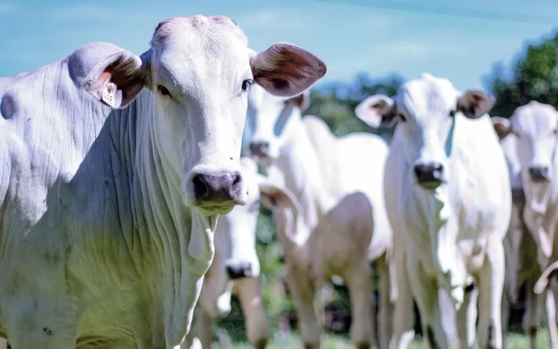 Melhoramento genético: veterinária afirma que mercado vai ditar regra