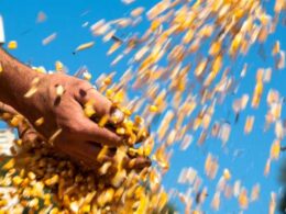 Milho em abundância garante preços baixos, mesmo em tempos de gripe aviária, proporcionando economia no bolso. 13 milho em abundancia garante precos baixos mesmo em tempos de